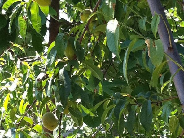 541 Madera Avenue, San Jose CA 95112