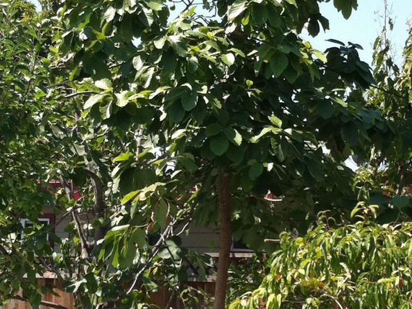 541 Madera Avenue, San Jose CA 95112