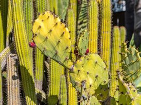 4080 Leigh Avenue, San Jose CA 95124