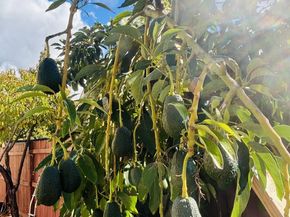 3455 CUESTA Drive, San Jose CA 95148