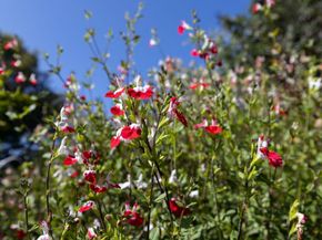 645 Skyward Drive, Aptos CA 95003