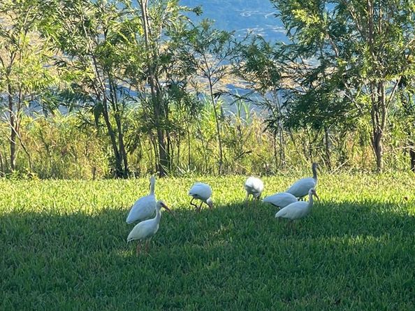 3405 NW 44th St 205, Lauderdale Lakes FL 33309