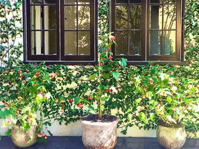 1122 Berkeley, Glendale CA 91205