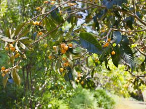 11385 La Vereda, North Tustin CA 92705