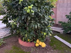 5410 W Davit Avenue, Santa Ana CA 92704