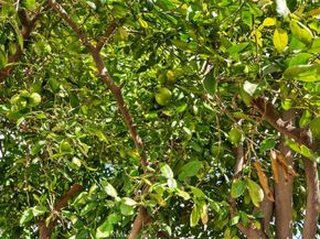 913 S Diamond, Santa Ana CA 92704