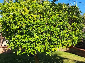 1605 S Birch Street, Santa Ana CA 92707