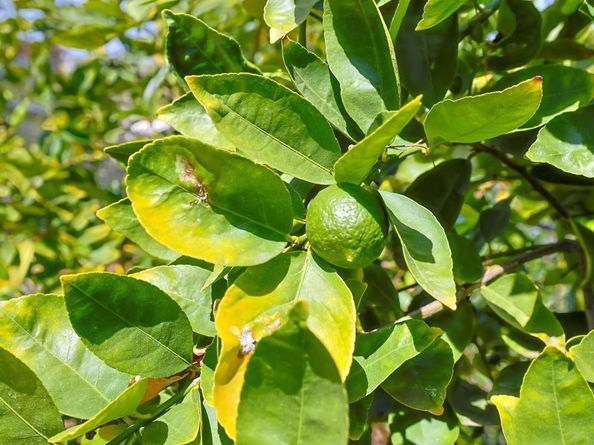 11825 Taia, Lakeside CA 92040