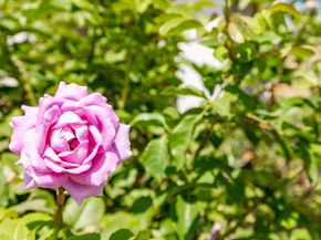 9432 Hito Court, San Diego CA 92129