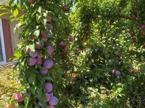 4022 Silver St, Pleasanton CA 94566