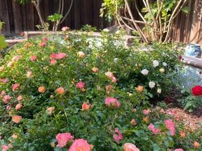 4022 Silver St, Pleasanton CA 94566