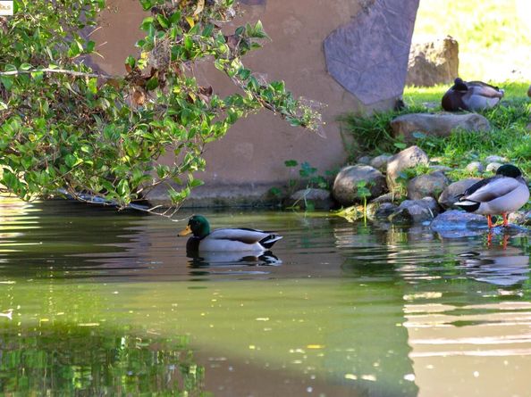 1311 Webster St E316, Alameda CA 94501