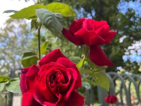 1310 Saddle Rack St 352, San Jose CA 95126