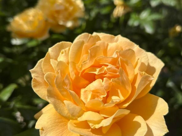 1310 Saddle Rack St 352, San Jose CA 95126