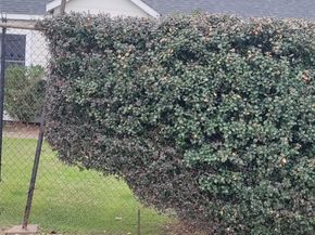 2816 Black Street, Houston TX 77023