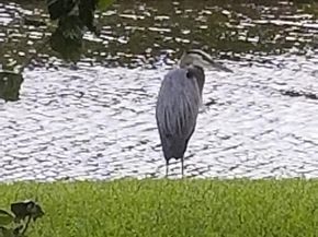 2643 Calliandra Terrace, Coconut Creek FL 33063