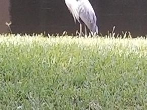 2643 Calliandra Terrace, Coconut Creek FL 33063