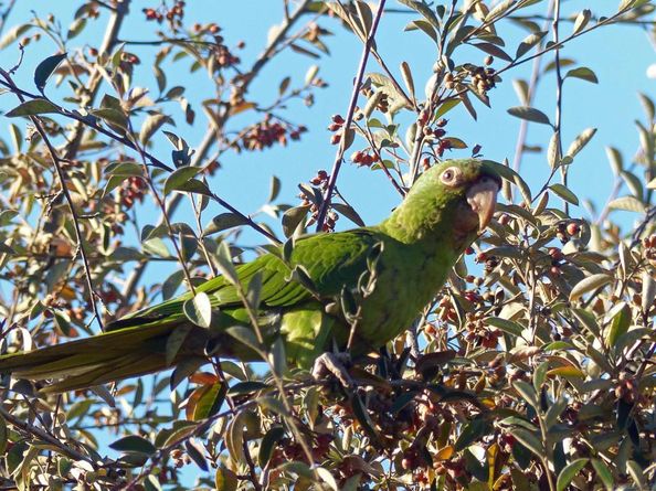 4744 Resmar Rd, La Mesa CA 91941