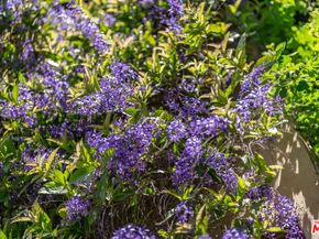 111 S Van Ness Avenue, Los Angeles CA 90004