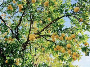 1245 E Howard Street, Pasadena CA 91104