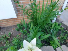 933 Tilden Street, Bronx NY 10469