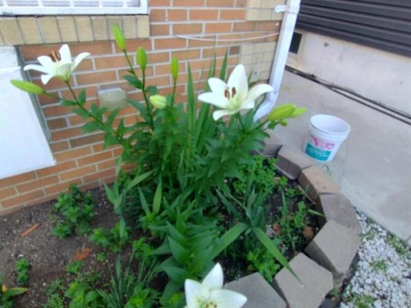 933 Tilden Street, Bronx NY 10469