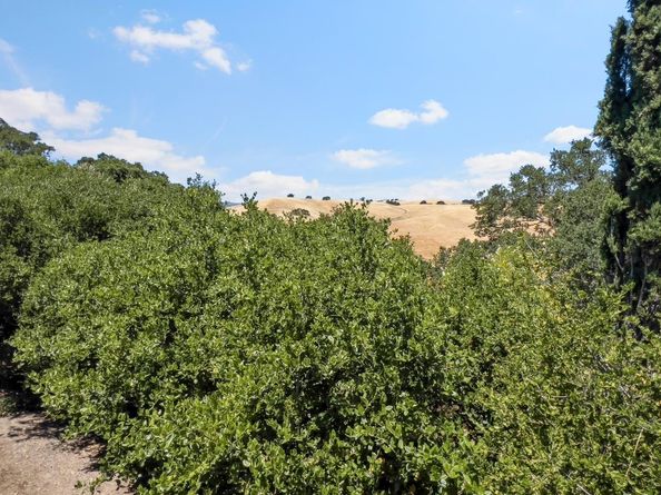 14449 Liddicoat Circle, Los Altos Hills CA 94022
