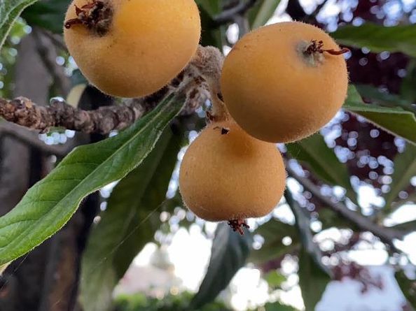 113 Washburn Avenue, Santa Cruz CA 95060