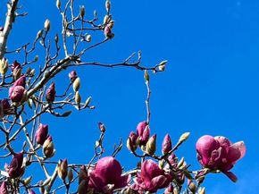 113 Washburn Avenue, Santa Cruz CA 95060