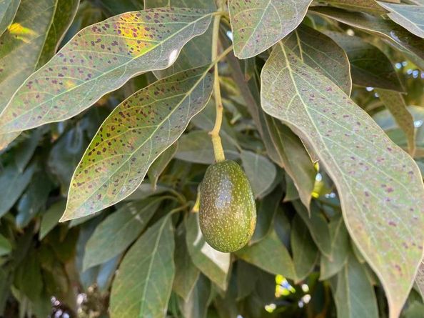 113 Washburn Avenue, Santa Cruz CA 95060