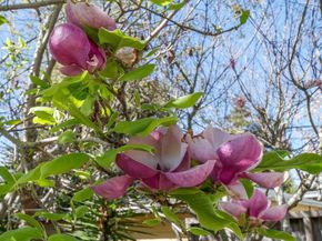 113 Washburn Avenue, Santa Cruz CA 95060