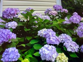 15 Nichols Street, North Reading MA 01864
