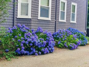 52 Hawthorne St 1, Belmont MA 02478