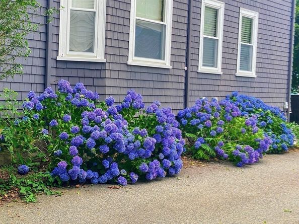 52 Hawthorne St 1, Belmont MA 02478