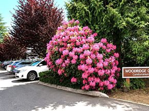 12517 SE 30th Street, Bellevue WA 98005