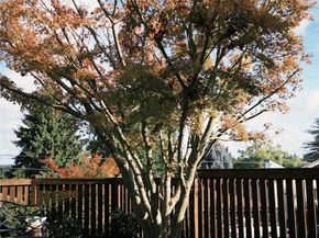 3215 NE 103rd Street, Seattle WA 98125