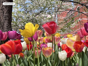 655 Park Avenue 7D, New York NY 10065