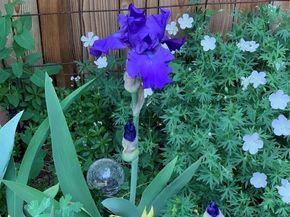 221 Magnolia Street, Denver CO 80220