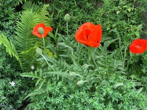 221 Magnolia Street, Denver CO 80220