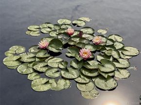 1243 N Gaylord Street 205, Denver CO 80206