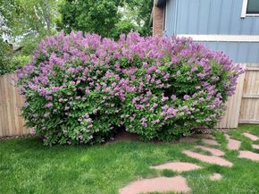 8156 Carr Circle, Arvada CO 80005