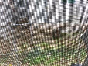 224 E Dorset Street, Philadelphia PA 19119