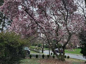 409 N Pine Street, Langhorne PA 19047