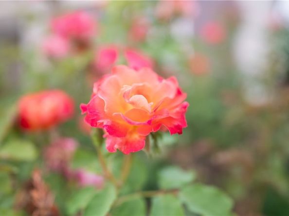 5212 Crimson Place, Rancho Cucamonga CA 91739