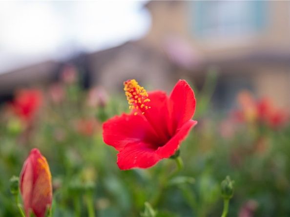 5212 Crimson Place, Rancho Cucamonga CA 91739