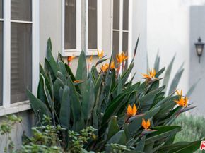 107 N Columbus Avenue, Glendale CA 91203