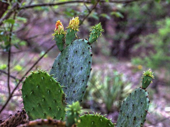 18333 Hidden Ridge PL, Leander TX 78645