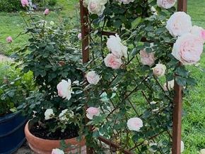 5608  Winifred Drive , Fort Worth Texas 76133