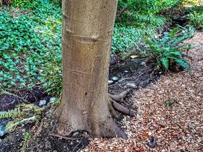 2337 NE 86th Street, Seattle WA 98115