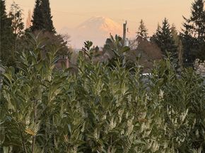 3813 NE 70th Street, Seattle WA 98115